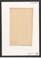 Pleurosigma angulatum var. fallax Grun. (de-Toni-Nr.: Genus 13, Species 1001) Zeichnungen Sammlung Grunow (NHMW-BOT-W0368862)